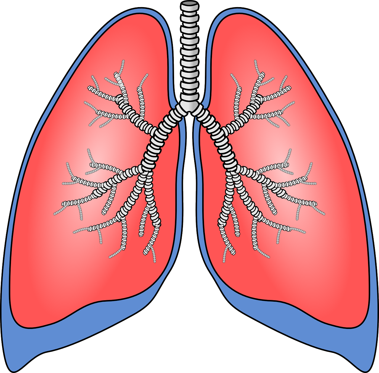 Pixabay Lungs 154282 1280 5f996a9377a57