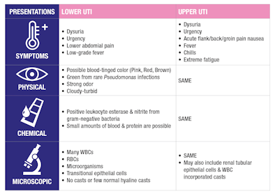 Diagnostic Hallmarks Of Urinary Tract Infection Medical Laboratory Observer