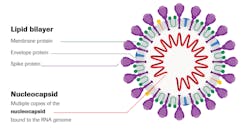 Figure 1: SARS-CoV-2, a large, enveloped RNA virus Figure 1: SARS-CoV-2, a large, enveloped RNA virus