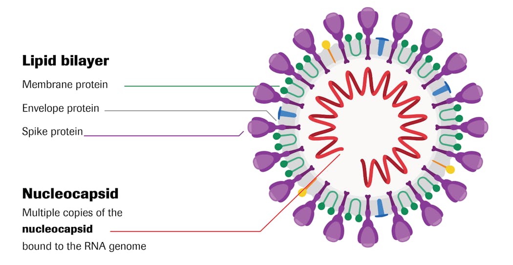 Figure 1: SARS-CoV-2, a large, enveloped RNA virus
