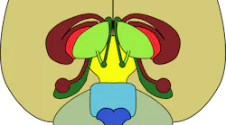 Pixabay Cerebellum 40355 1280