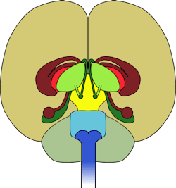 Pixabay Cerebellum 40355 1280 5fce41cb40631 Pixabay Cerebellum 40355 1280 5fce41cb40631