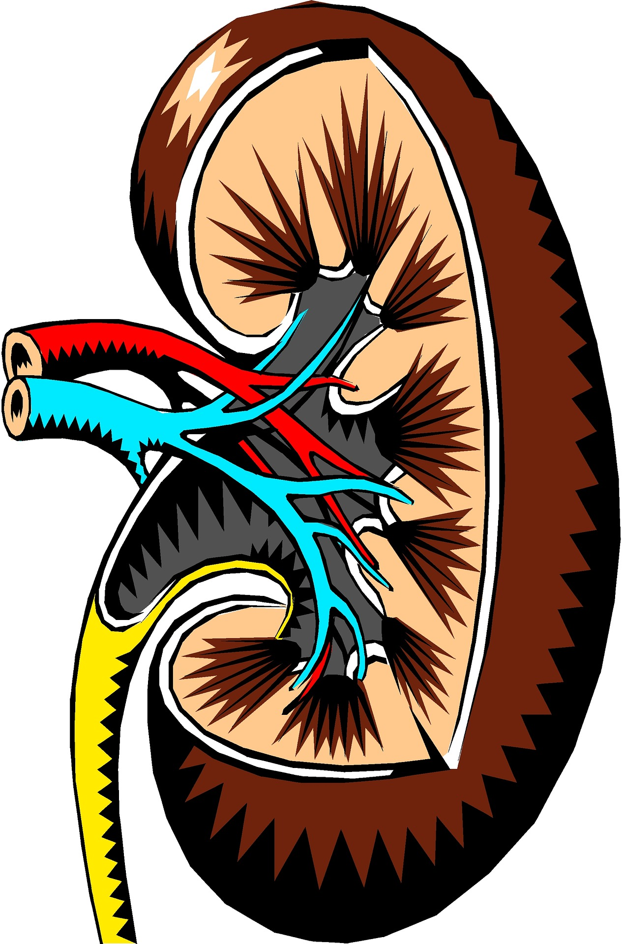 Pixabay Kidney 2183443 1920 5feca28409f6c