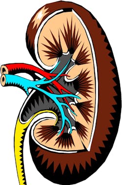 Pixabay Kidney 2183443 1920 5feca28409f6c Pixabay Kidney 2183443 1920 5feca28409f6c