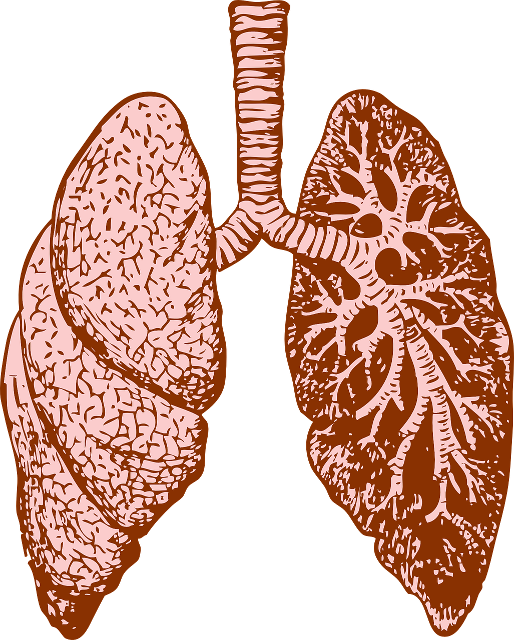 Pixabay Lungs 37824 1280 5fec7ea2a71a5