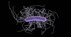 C Diff Germ From Cdc 5ffdb1ece422a C Diff Germ From Cdc 5ffdb1ece422a
