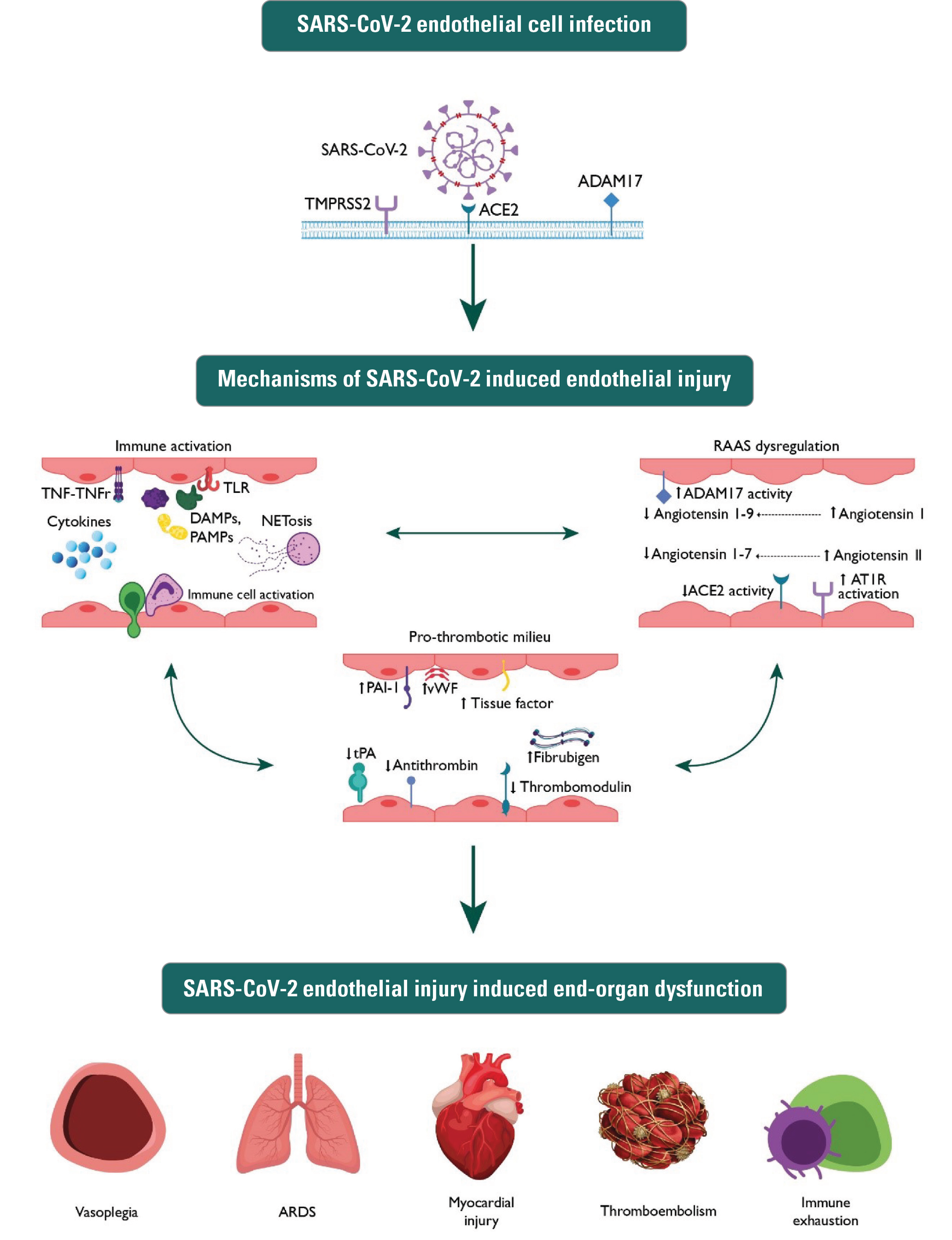 Figure 1: SARS-CoV-2-Induced Endothelial Injury A schematic of SARS-CoV-2 infection and proposed resulting endothelial injury. These insults interact with each other to cause end-organ dysfunction that is manifest in many COVID-19 patients.