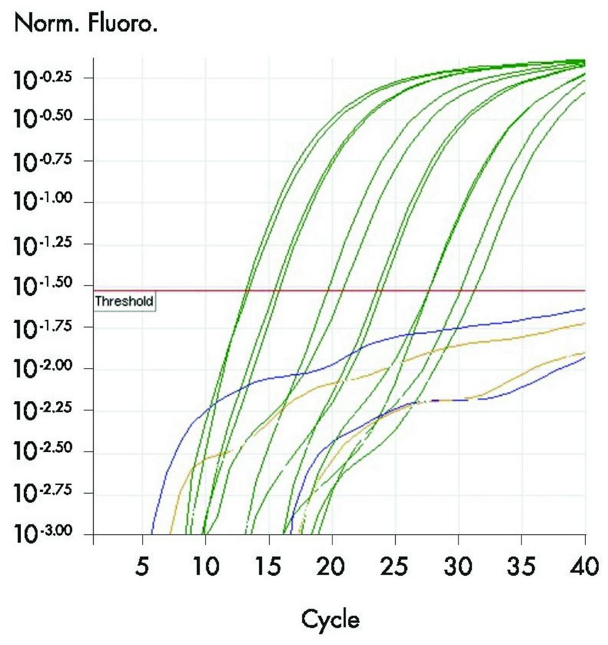 Figure 1. RT-PCR Amplification plot Amplification plot from RT-PCR assay, showing positive samples (green) with threshold used to determine Ct values, and negative samples (purple, yellow) Source: QIAGEN