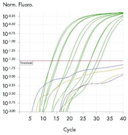 Figure 1. RT-PCR Amplification plot Amplification plot from RT-PCR assay, showing positive samples (green) with threshold used to determine Ct values, and negative samples (purple, yellow) Source: QIAGEN Figure 1. RT-PCR Amplification plot Amplification plot from RT-PCR assay, showing positive samples (green) with threshold used to determine Ct values, and negative samples (purple, yellow) Source: QIAGEN
