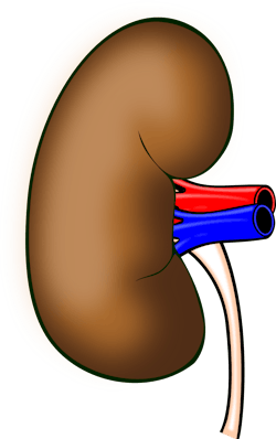 Pixabay Anatomy 158998 6000568a0d7e6 Pixabay Anatomy 158998 6000568a0d7e6