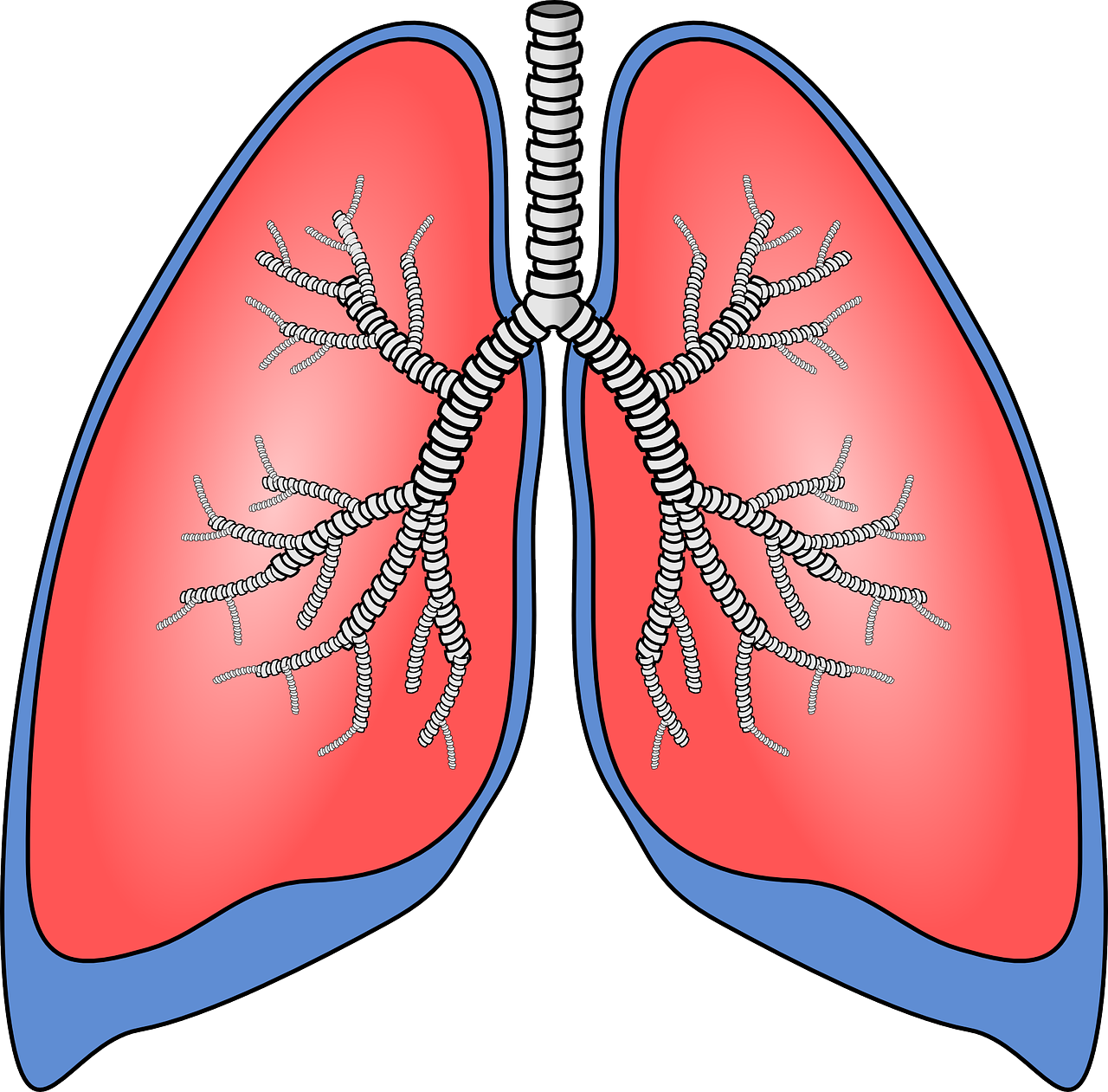 Pixabay Lungs 154282 1280 6001b52f9e15a
