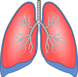 Pixabay Lungs 154282 1280 6001b52f9e15a Pixabay Lungs 154282 1280 6001b52f9e15a