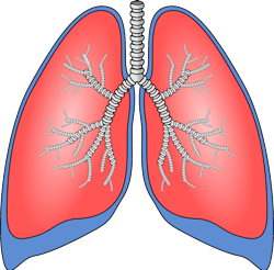 Pixabay Lungs 154282 1280 6001b52f9e15a Pixabay Lungs 154282 1280 6001b52f9e15a