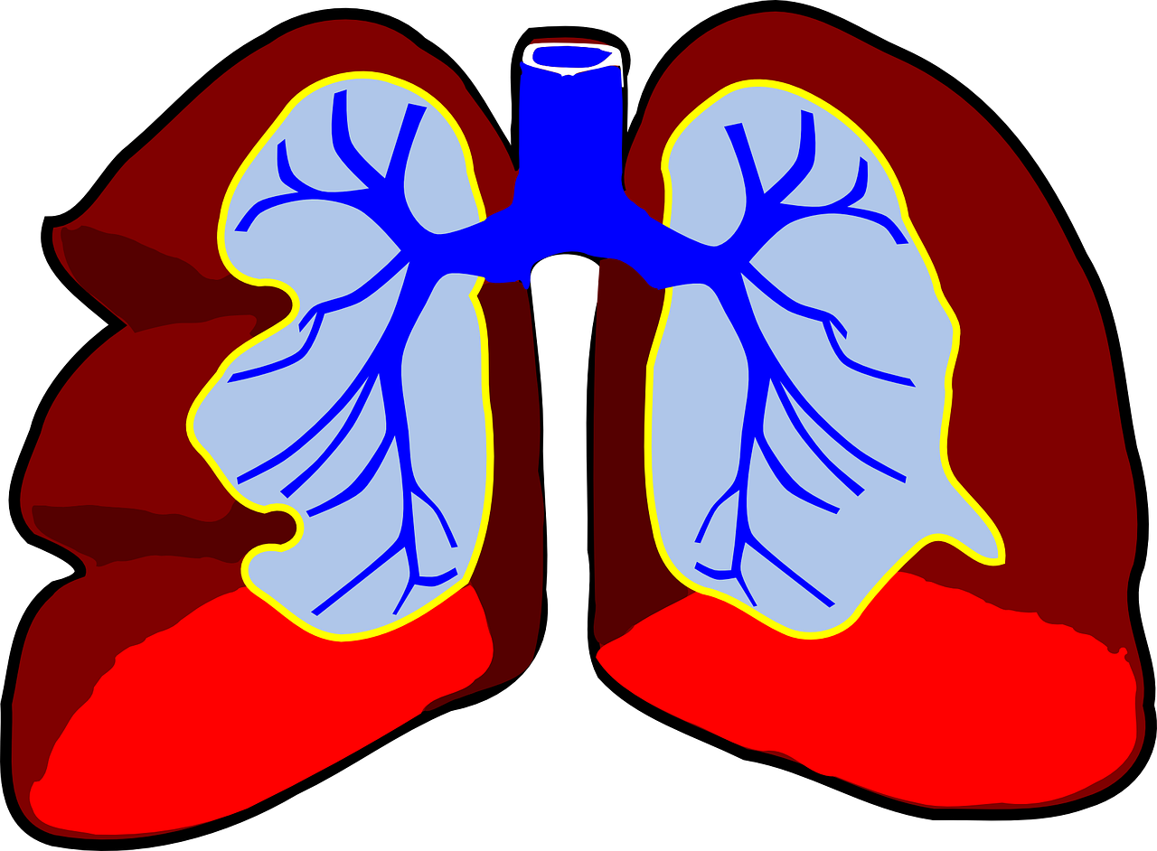 Pixabay Lungs 296392 1280 5ff8696249650