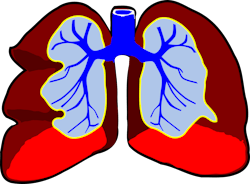 Pixabay Lungs 296392 1280 5ff8696249650 Pixabay Lungs 296392 1280 5ff8696249650