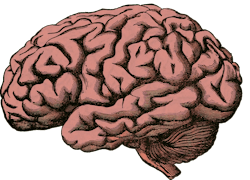 Brain 512758 1280 1 5ff4723eba7dd Brain 512758 1280 1 5ff4723eba7dd