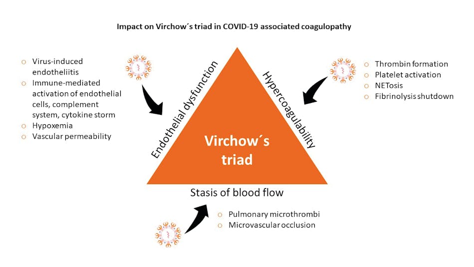 Figure 2. The impact of SARS-CoV-2 infection on Virchow&acute;s triad of thrombosis