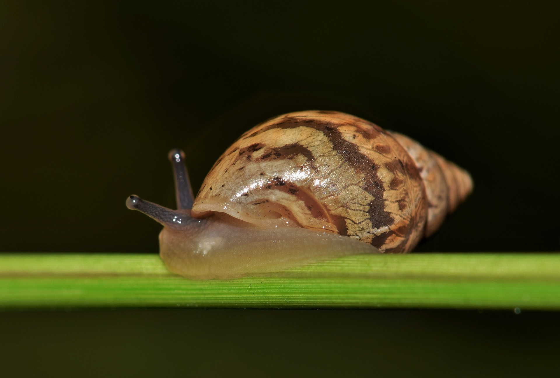 Pixabay snail 2 19 21 602fd36838f4d