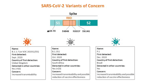 why neutralizing antibodies remain vital in sars cov 2 variants and vaccines medical laboratory observer