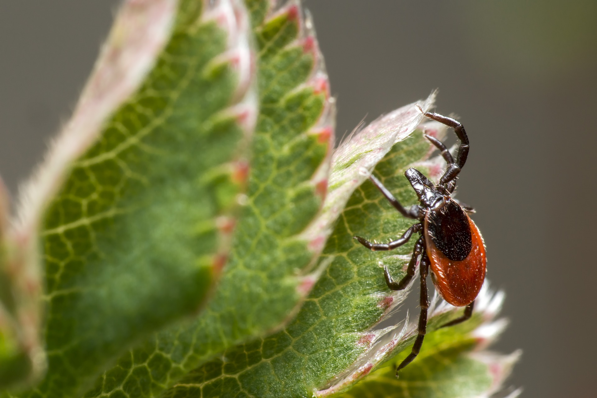 Pixabay lyme 3 10 21 6048d7087c16d