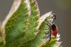 Pixabay lyme 3 10 21 6048d7087c16d Pixabay lyme 3 10 21 6048d7087c16d