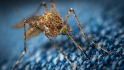 Pixabay misquito 3 11 21 604a21e7ce031 Pixabay misquito 3 11 21 604a21e7ce031