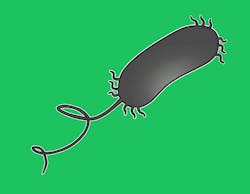 Pixabay pseudomonas aeruginosa 3 22 21 60588161cc954 Pixabay pseudomonas aeruginosa 3 22 21 60588161cc954