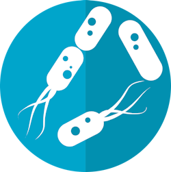 Pixabay bacter 2019