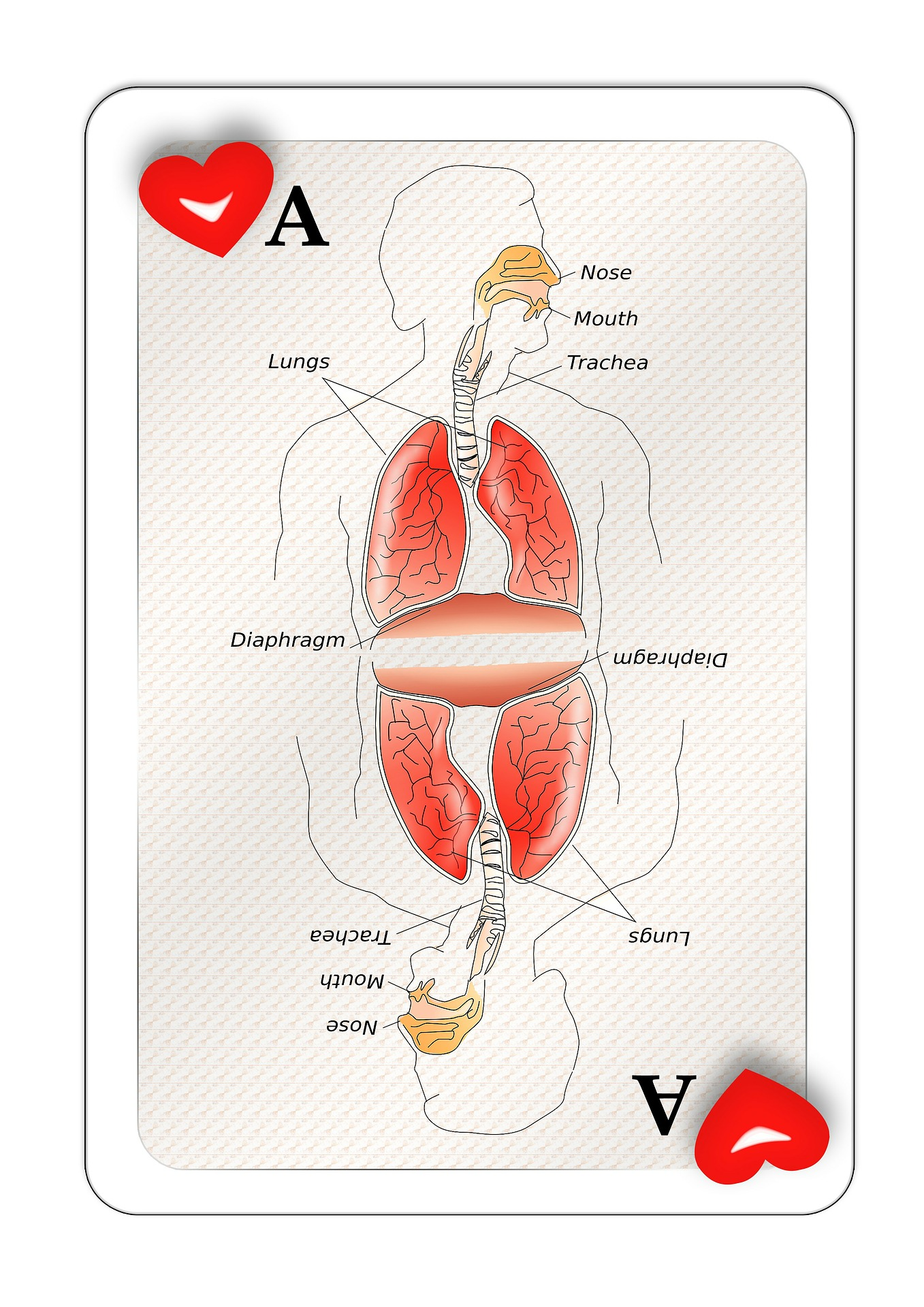 Pixabay card 4 16 21 607981cb2357e