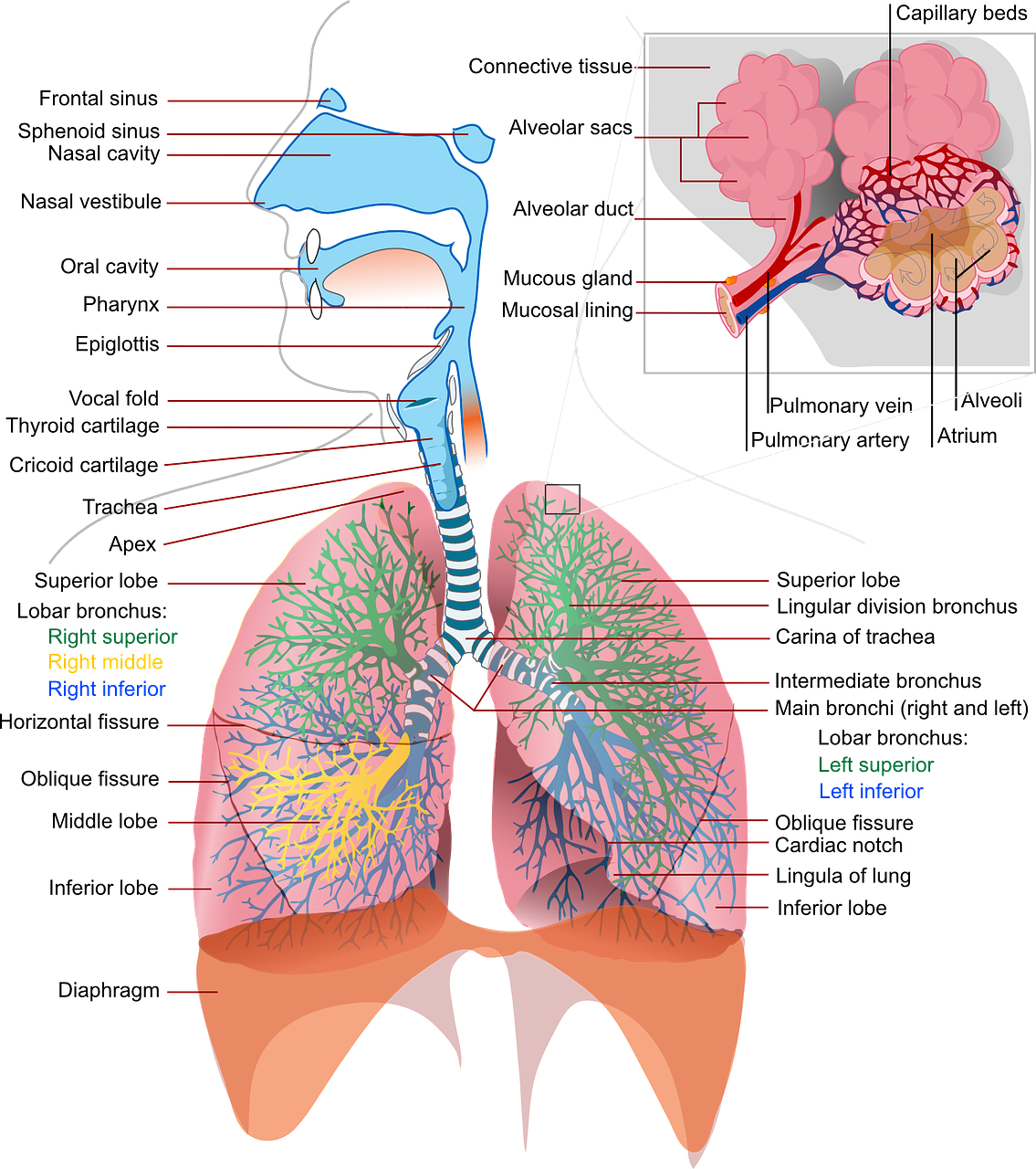 Pixabay lungs 4 22 21 6081686f7a988