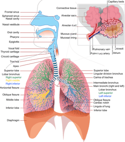 Pixabay lungs 4 22 21 6081686f7a988 Pixabay lungs 4 22 21 6081686f7a988