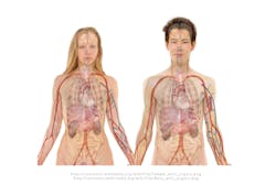 Pixabay organs 4 27 21 6087fdf041f59 Pixabay organs 4 27 21 6087fdf041f59