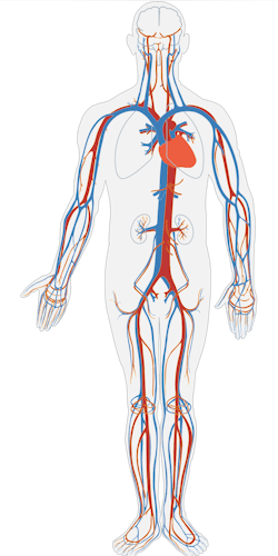 Human Body Image By Clker Free Vector Images From Pixabay 609997e0da8e8 Human Body Image By Clker Free Vector Images From Pixabay 609997e0da8e8