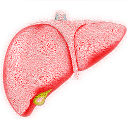Liver Image By Vs Rao From Pixabay 60a3b5cf25f94 Liver Image By Vs Rao From Pixabay 60a3b5cf25f94