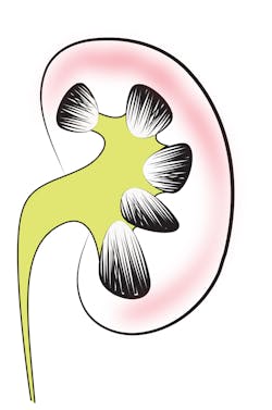 Pixabay kidney 5 4 21 60913e269188c Pixabay kidney 5 4 21 60913e269188c