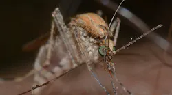 Insects 820485 1920