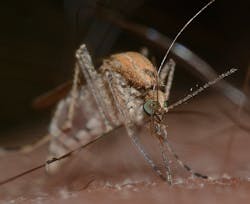 Insects 820485 1920 60c3619c0000f Insects 820485 1920 60c3619c0000f