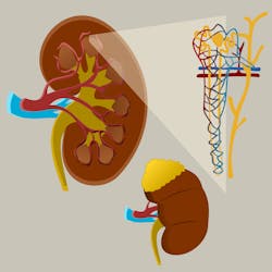 Kidney Image By Fran Barreto From Pixabay 60d5c9b22bb47 Kidney Image By Fran Barreto From Pixabay 60d5c9b22bb47