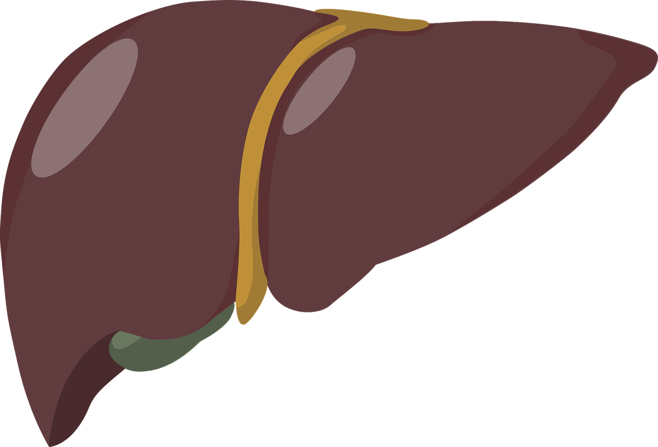Liver Image By J M From Pixabay 60bf6ff32a63f