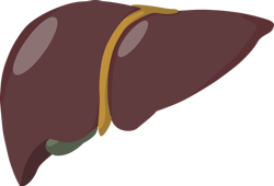 Liver Image By J M From Pixabay 60bf6ff32a63f Liver Image By J M From Pixabay 60bf6ff32a63f