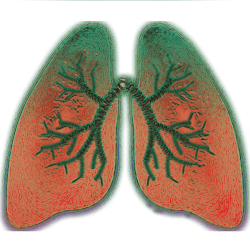 Lung Image By Vs Rao From Pixabay 60cc92551f665 Lung Image By Vs Rao From Pixabay 60cc92551f665
