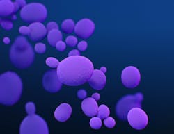 Candida Auris By Cdc 60feab0db5adc Candida Auris By Cdc 60feab0db5adc