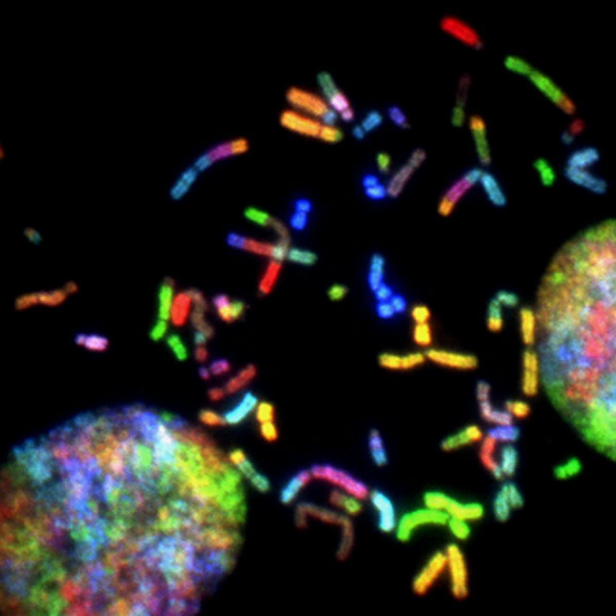 Cancer Chromosomes Brain Photo By National Cancer Institute On Unspla