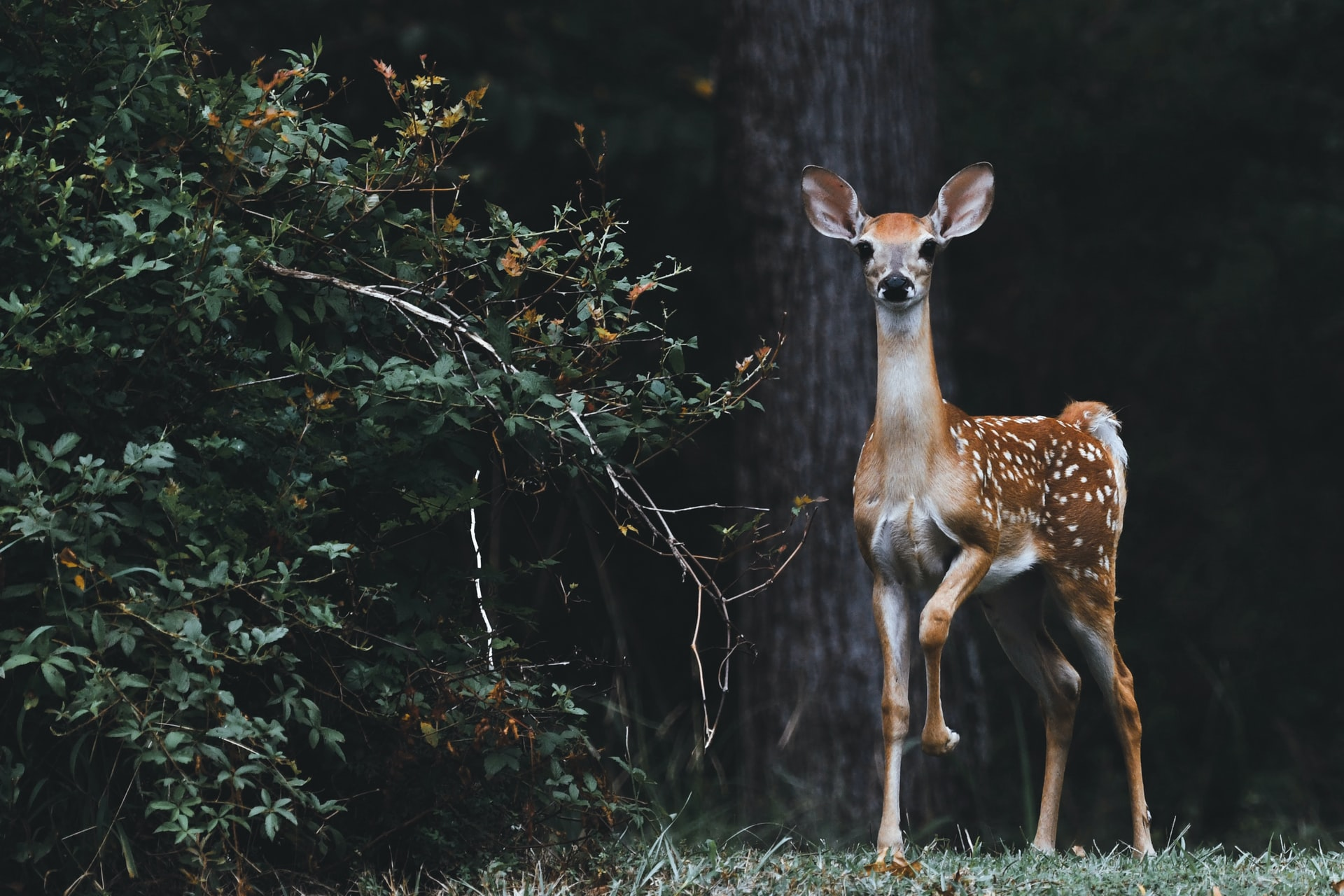 Deer Fawn Photo By Scott Carroll On Unsplash 6115168d3436d