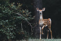 Deer Fawn Photo By Scott Carroll On Unsplash 6115168d3436d Deer Fawn Photo By Scott Carroll On Unsplash 6115168d3436d