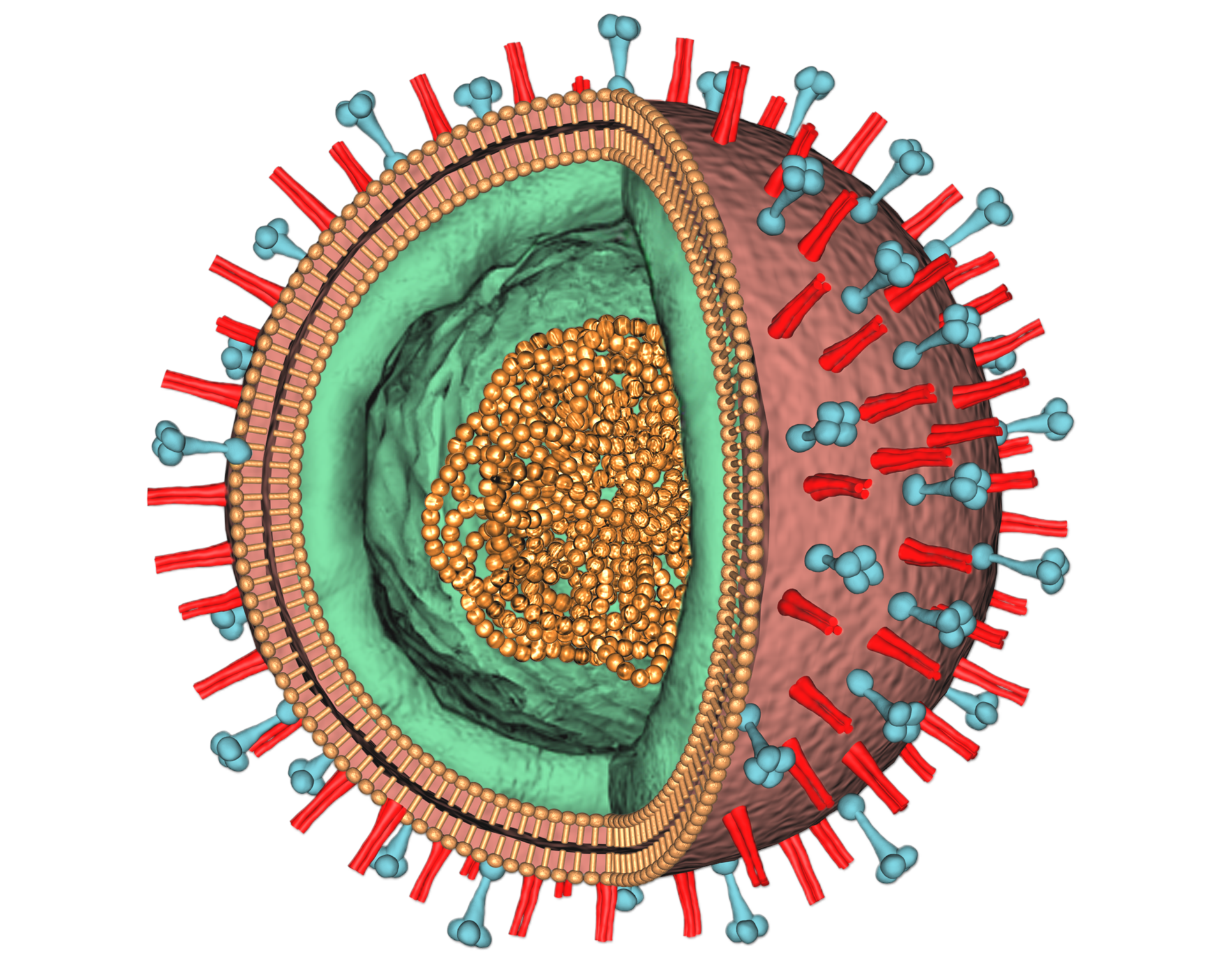 Influenzavirus Courtesy National High Magnetic Field Laboratory At Fsu 612662857c2d9
