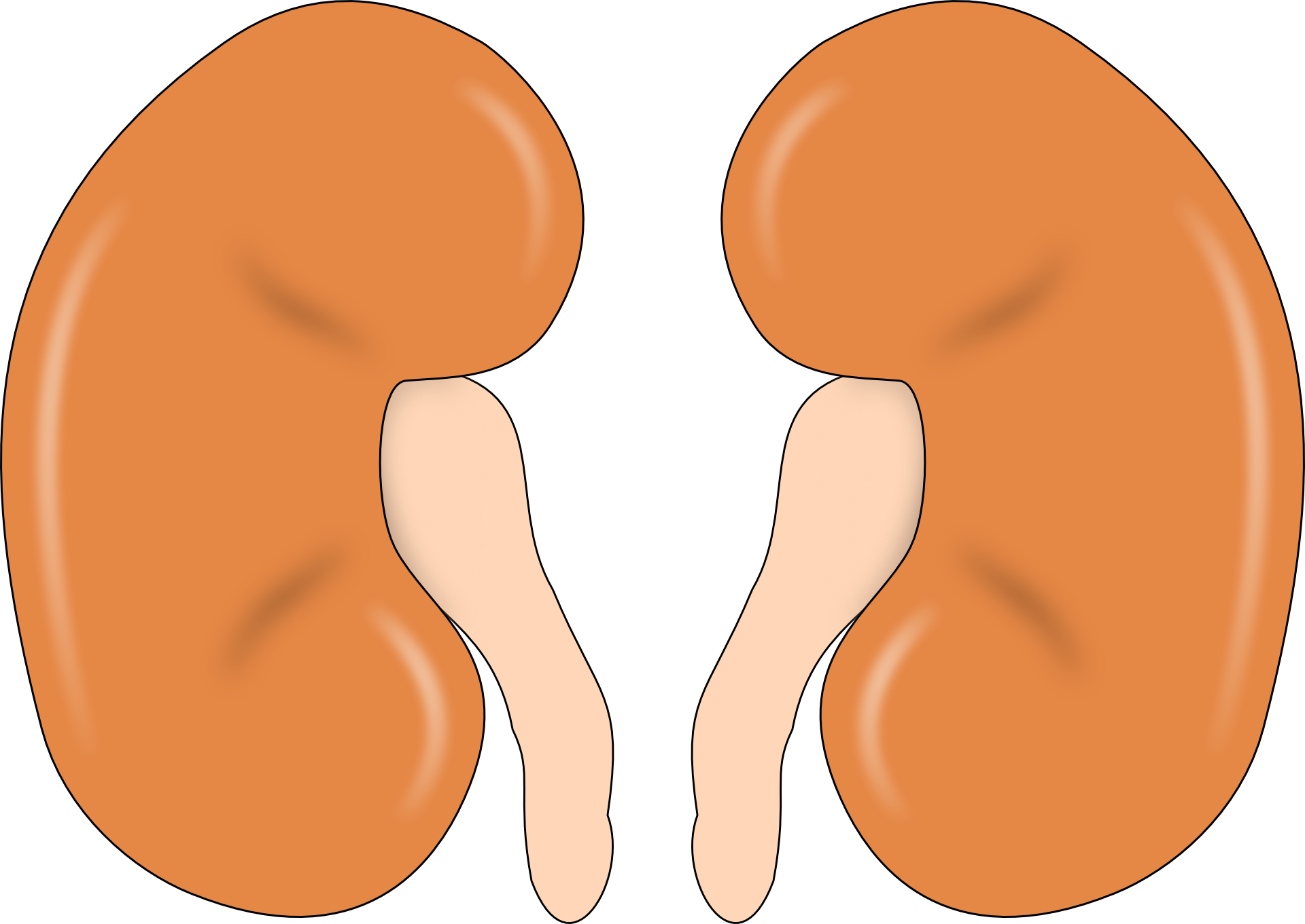 Kidney Image By Open Clipart Vectors From Pixabay 6116e105dae5d