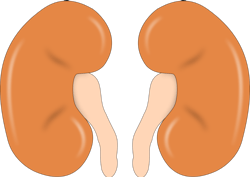 Kidney Image By Open Clipart Vectors From Pixabay 6116e105dae5d Kidney Image By Open Clipart Vectors From Pixabay 6116e105dae5d