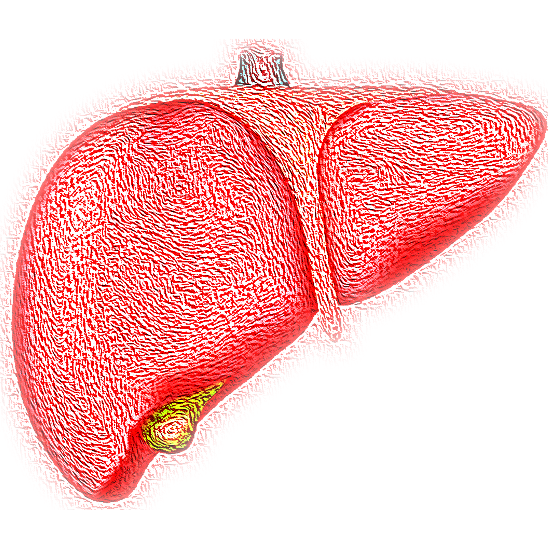 Liver Image By Vs Rao From Pixabay 612cf151d5678