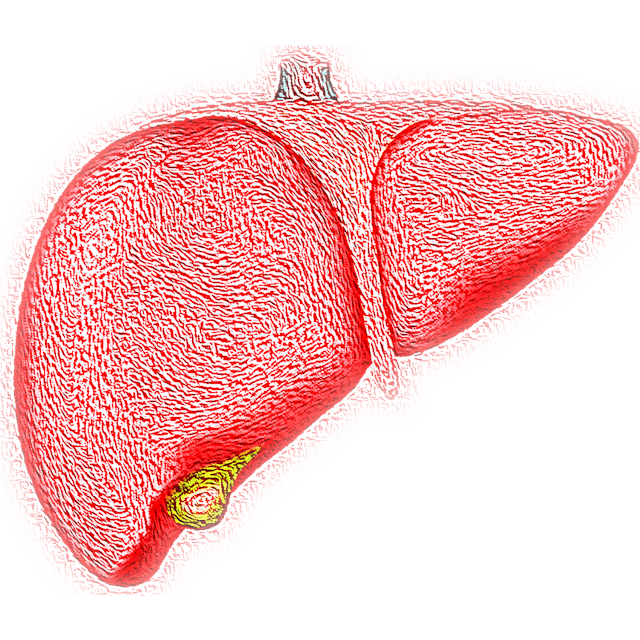 Liver Image By Vs Rao From Pixabay